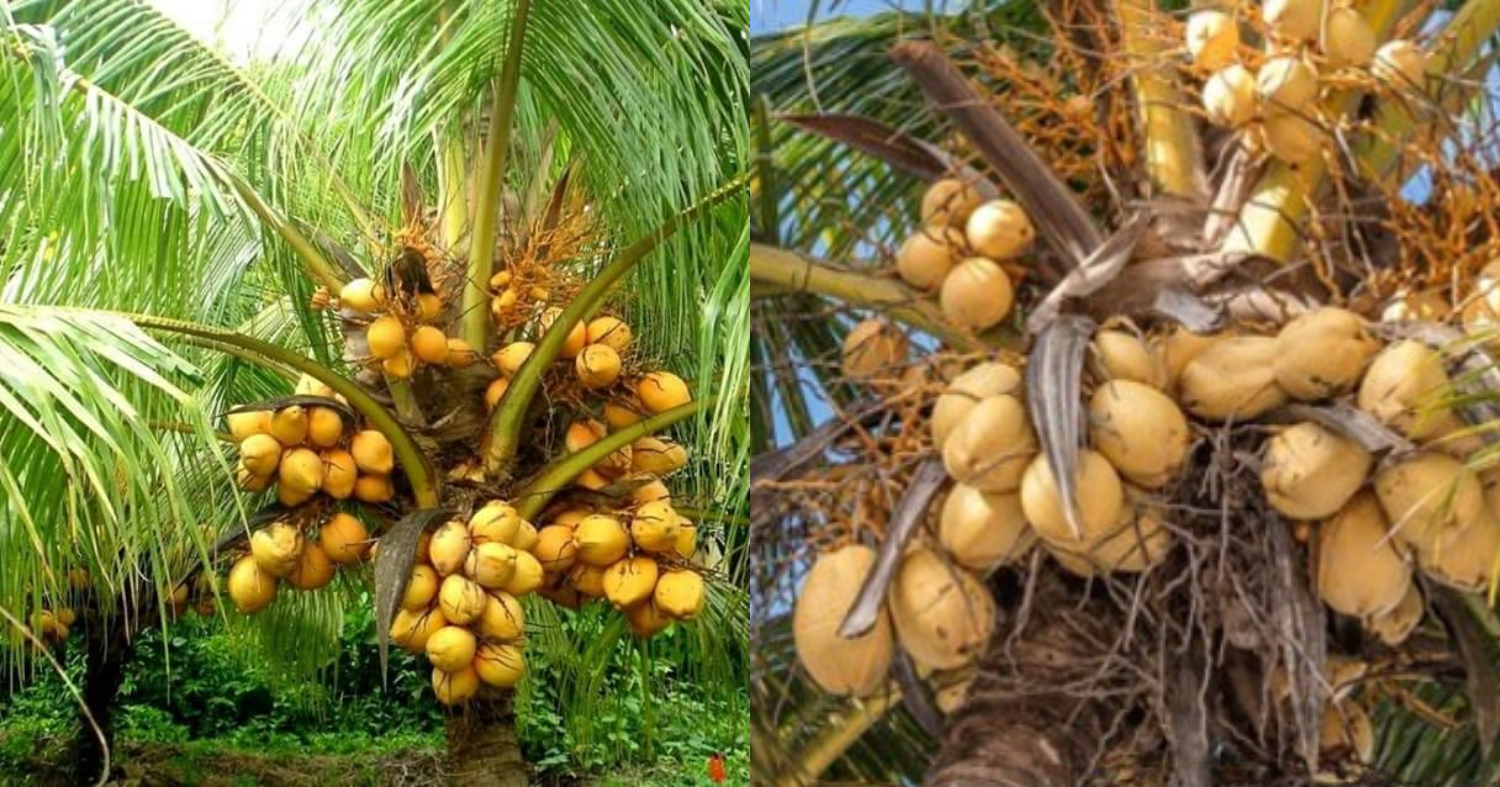 Coconut Farming and Cultivation Tips