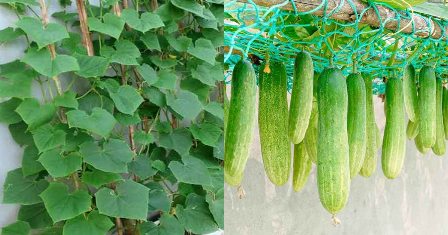 Cucumber Krishi Tips