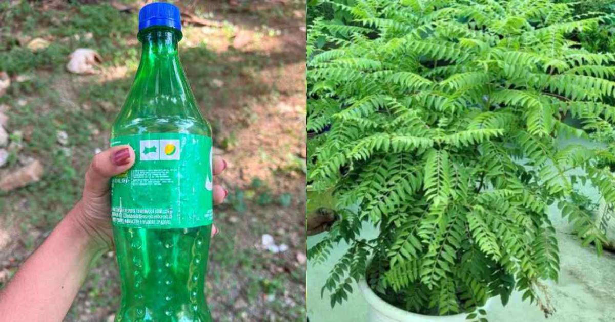 Curry Leaves Cultivation Using Bottle