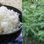 Curry Leaves Fertilizer Using Leftover Rice