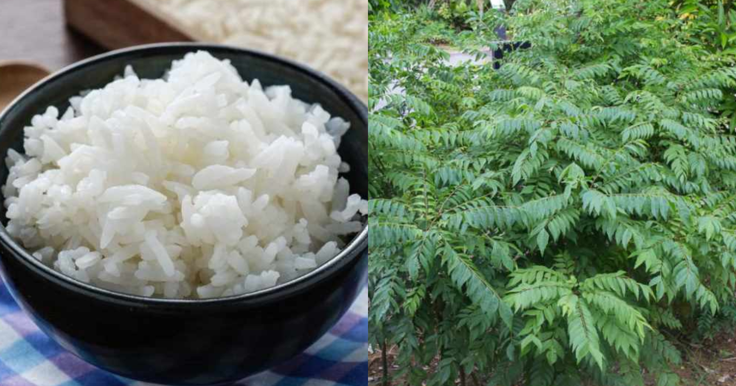 Curry Leaves Fertilizer Using Leftover Rice