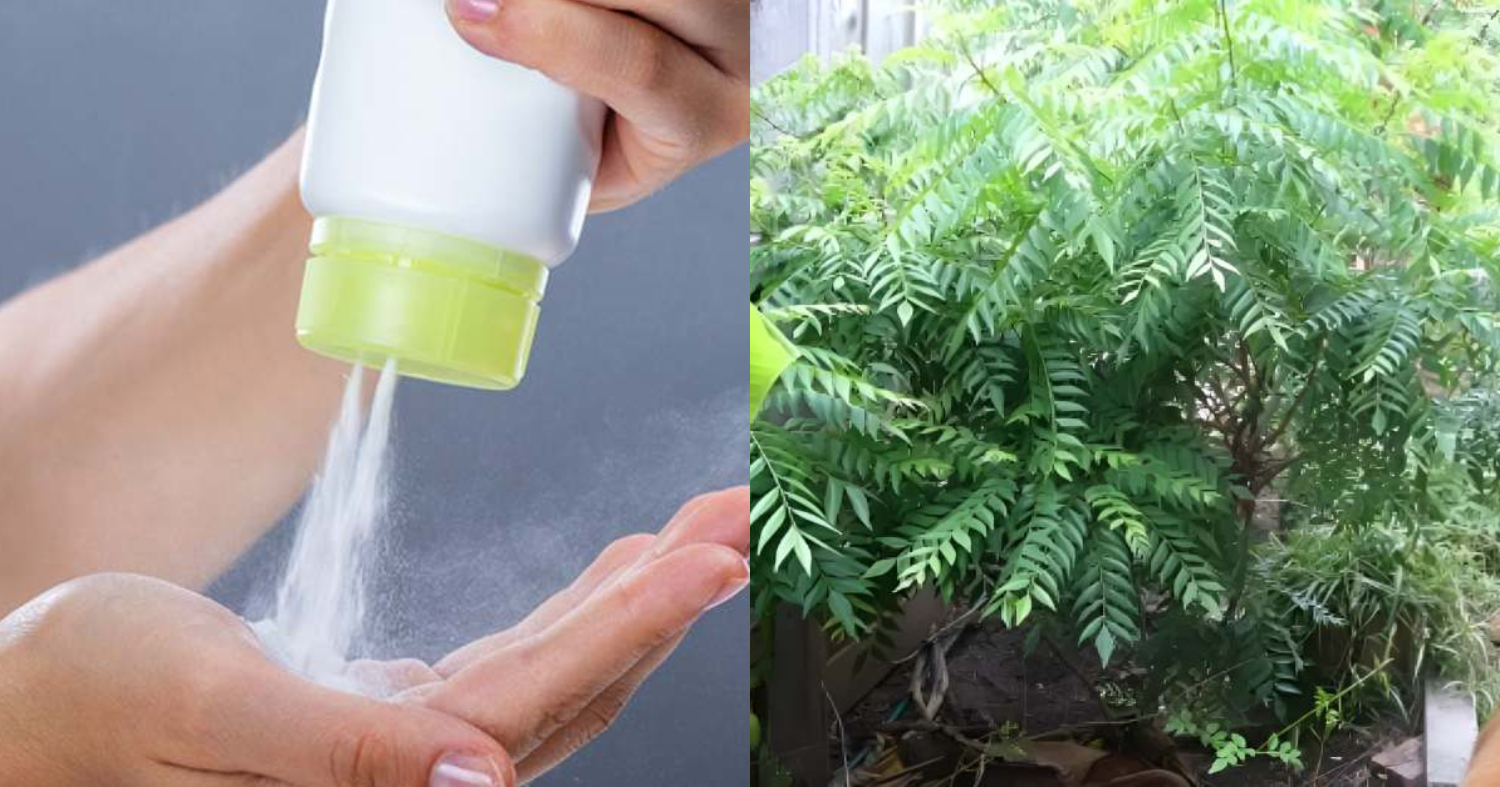 Curry Leaves Krishi Using Powder