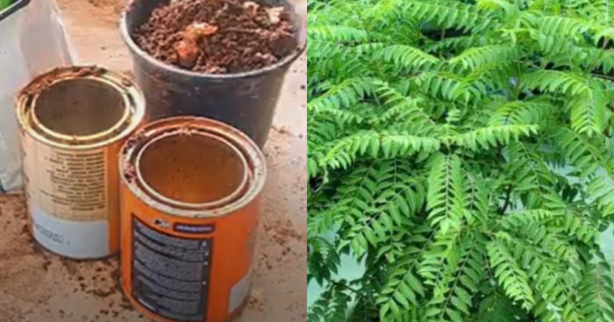 Curry Leaves Krishi Using Tin