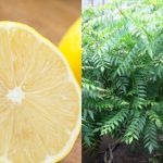 Curry Tree Krishi Using Lemon