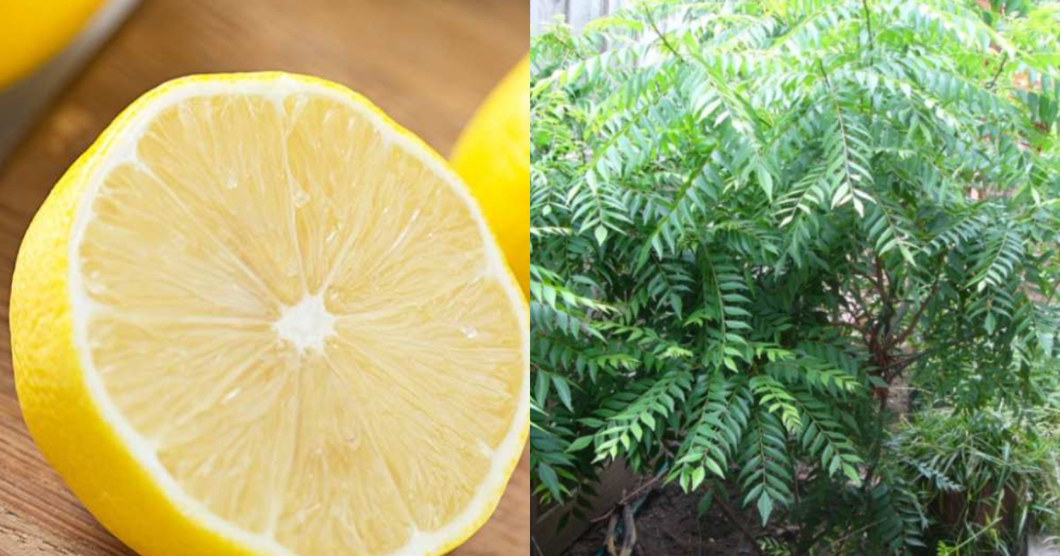 Curry Tree Krishi Using Lemon