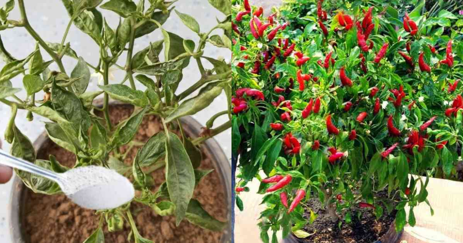 Easy Chilli Plant Leaf Curl Solution