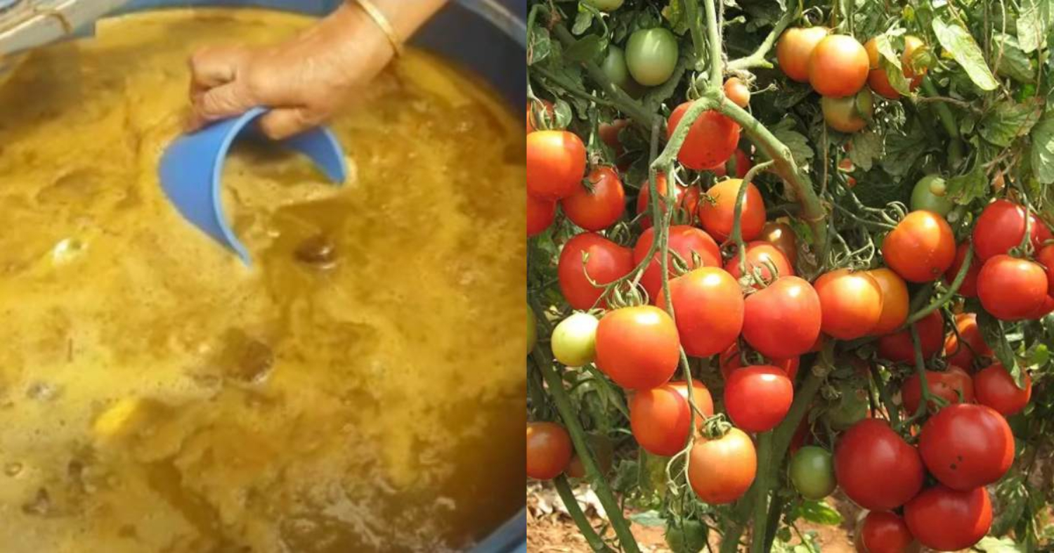 Easy Fertilizer for all Plants