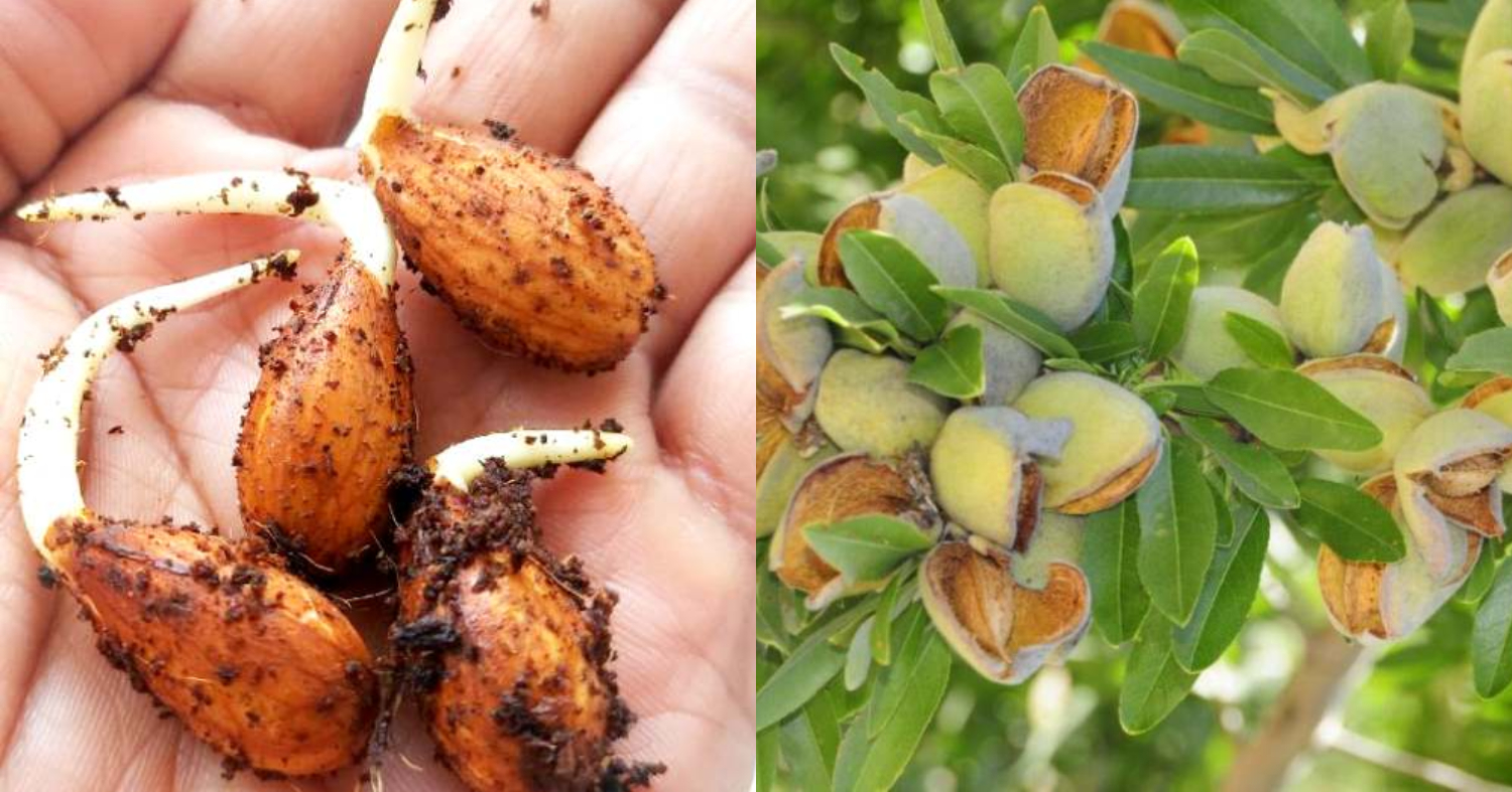 Easy Grow Almonds at Home