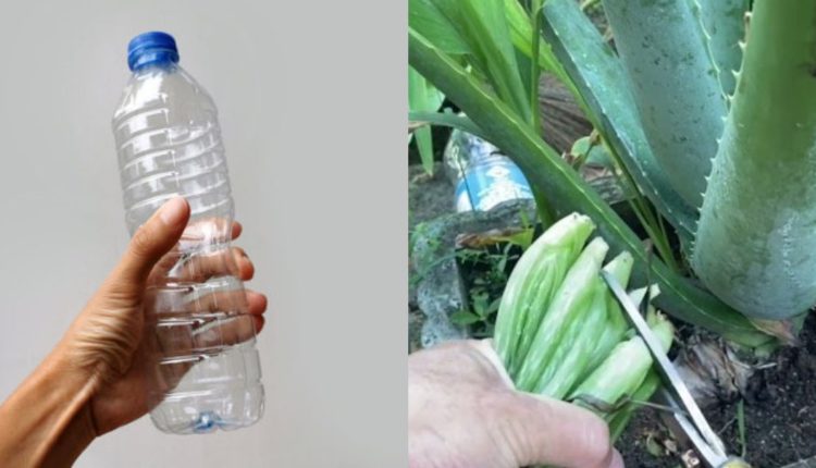 Easy Kattarvazha Cultivation Using Bottle