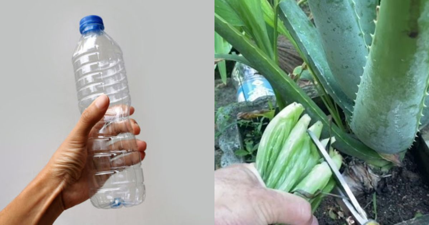 Easy Kattarvazha Cultivation Using Bottle
