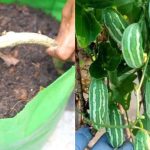 Easy Kovakka Krishi Tips