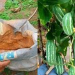 Easy Koval Krishi Tips Using Plastic Bag