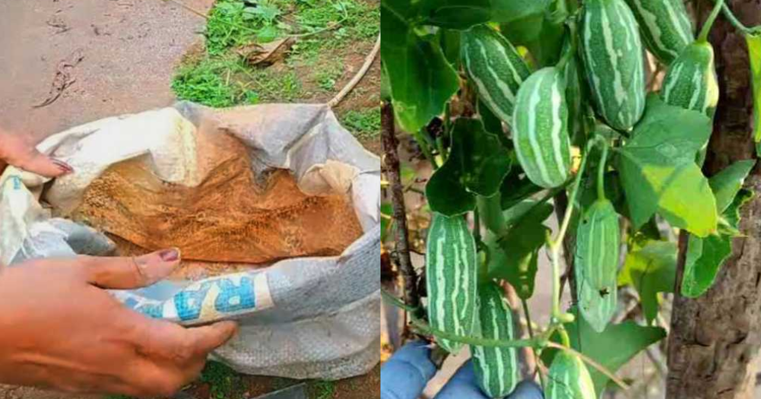 Easy Koval Krishi Tips Using Plastic Bag