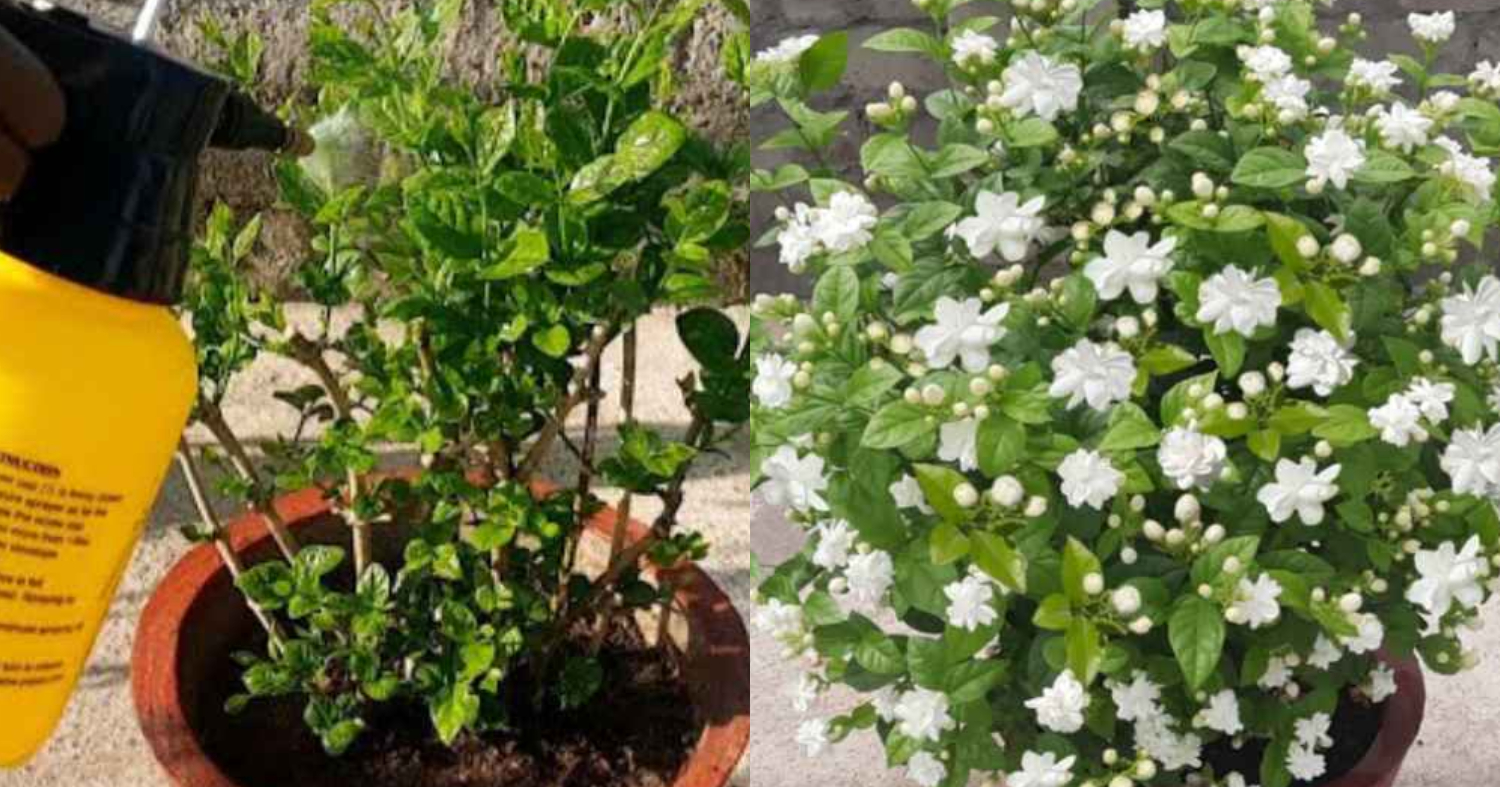 Easy Kuttimulla Flowering Tips