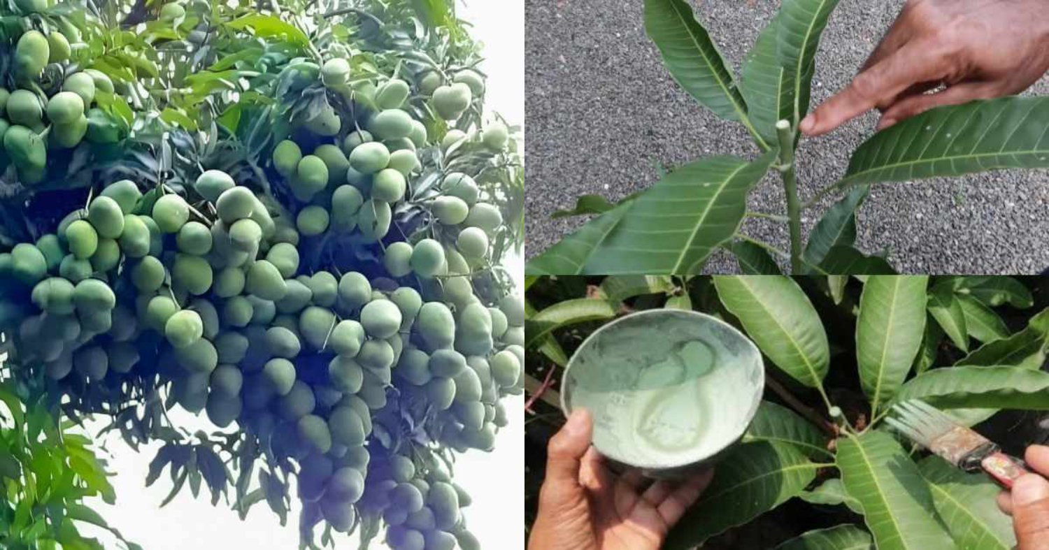 Easy Mango Tree Pruning