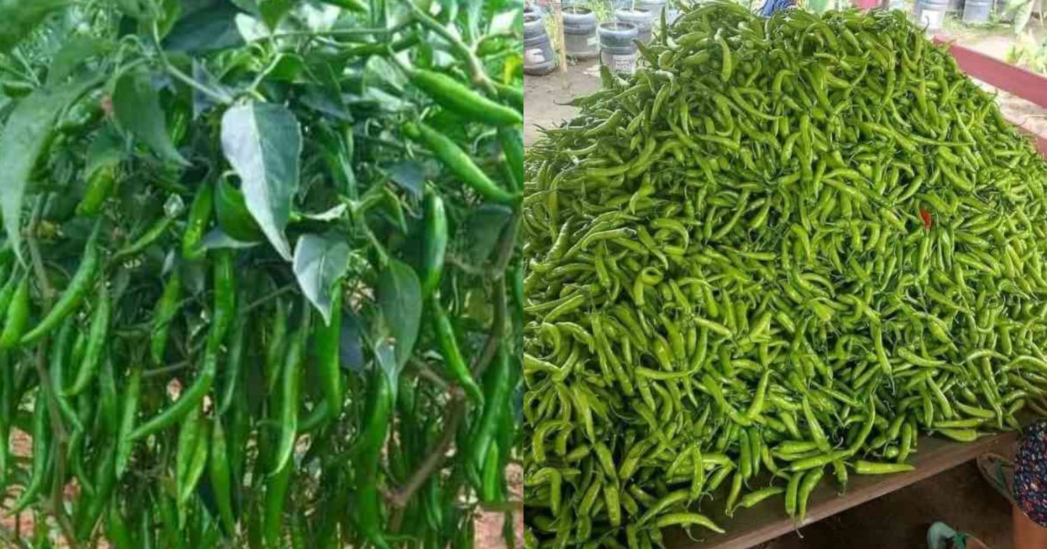Easy Pachamulaku Krishi Tips