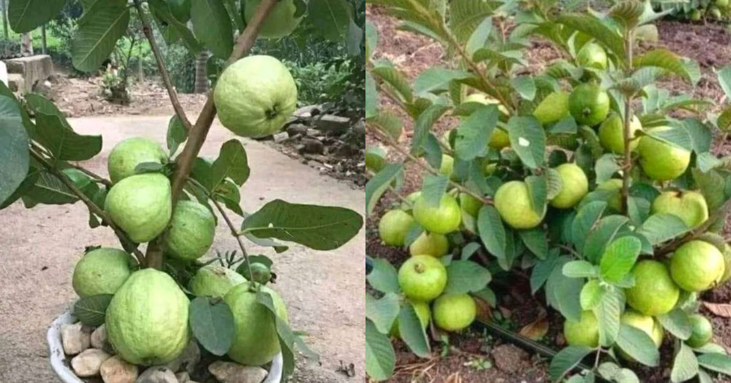 Easy Perakka Cultivation Tips