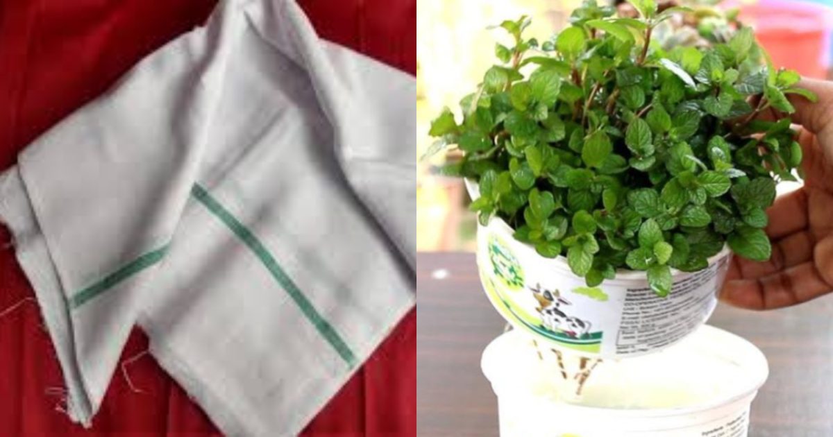 Easy Puthina Krishi Using Thorthu