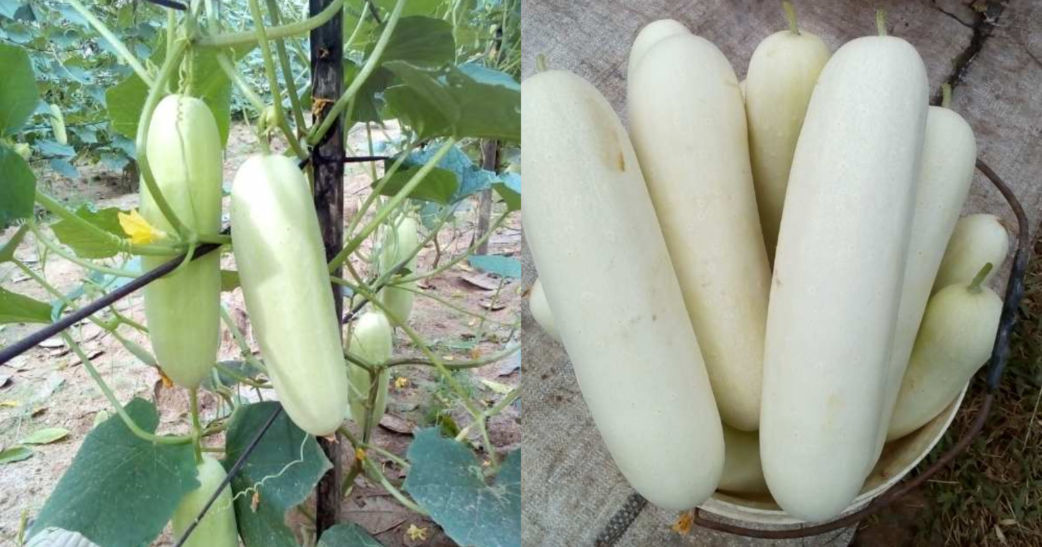 Easy Salad Vellari Cultivation in Terrace