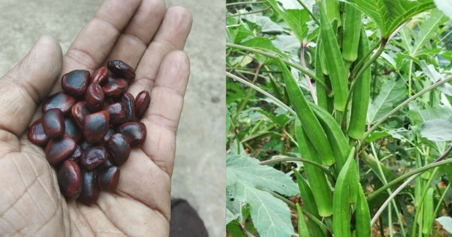 Easy Vendakka Krishi Using Puli