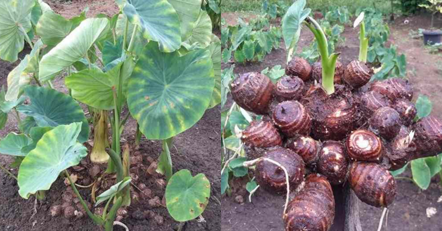Easy Yam Cultivation Tricks