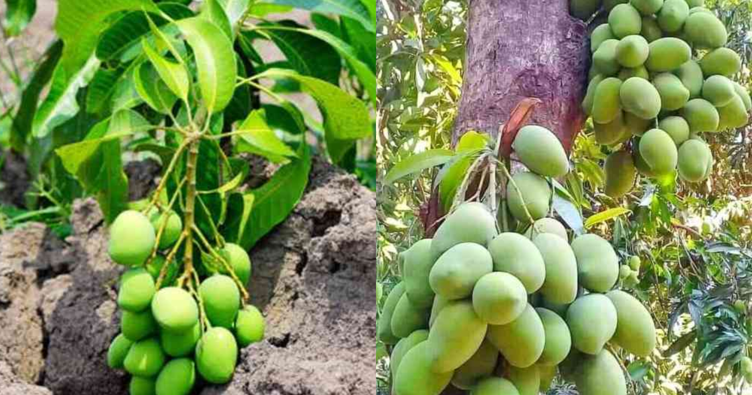 Easy to Increase Mango Production