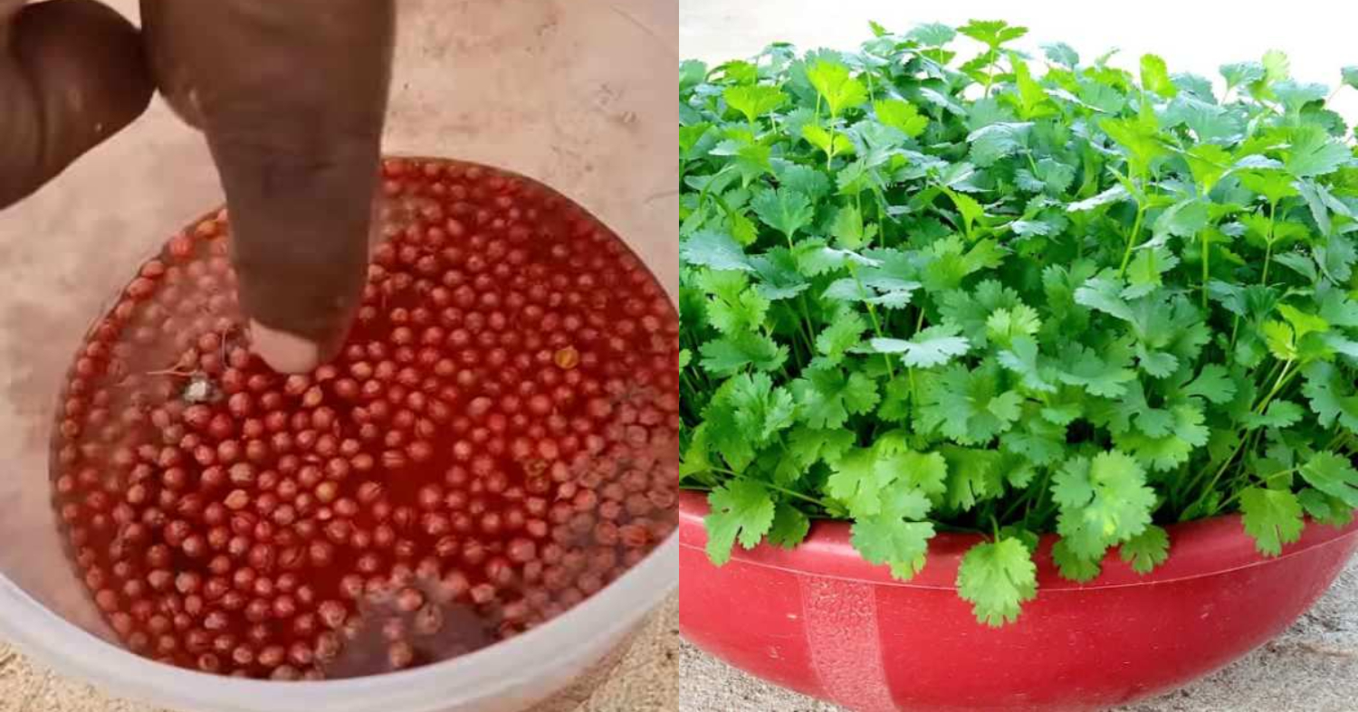 Fast Coriander Growing Method