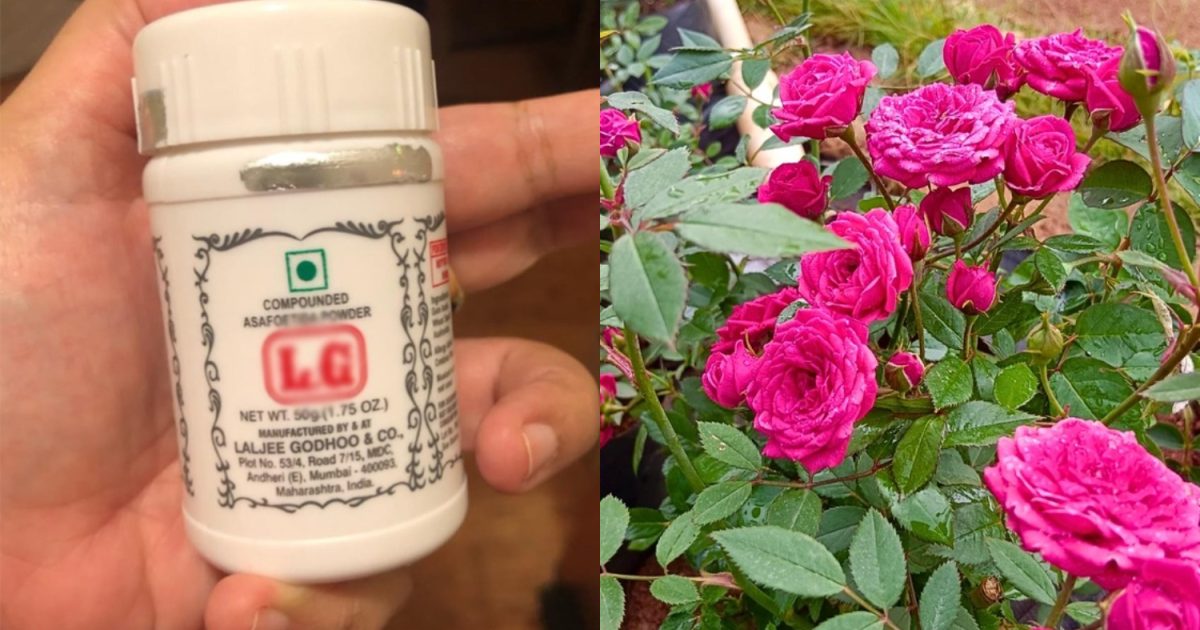 Gardern Flower Cultivation Tricks