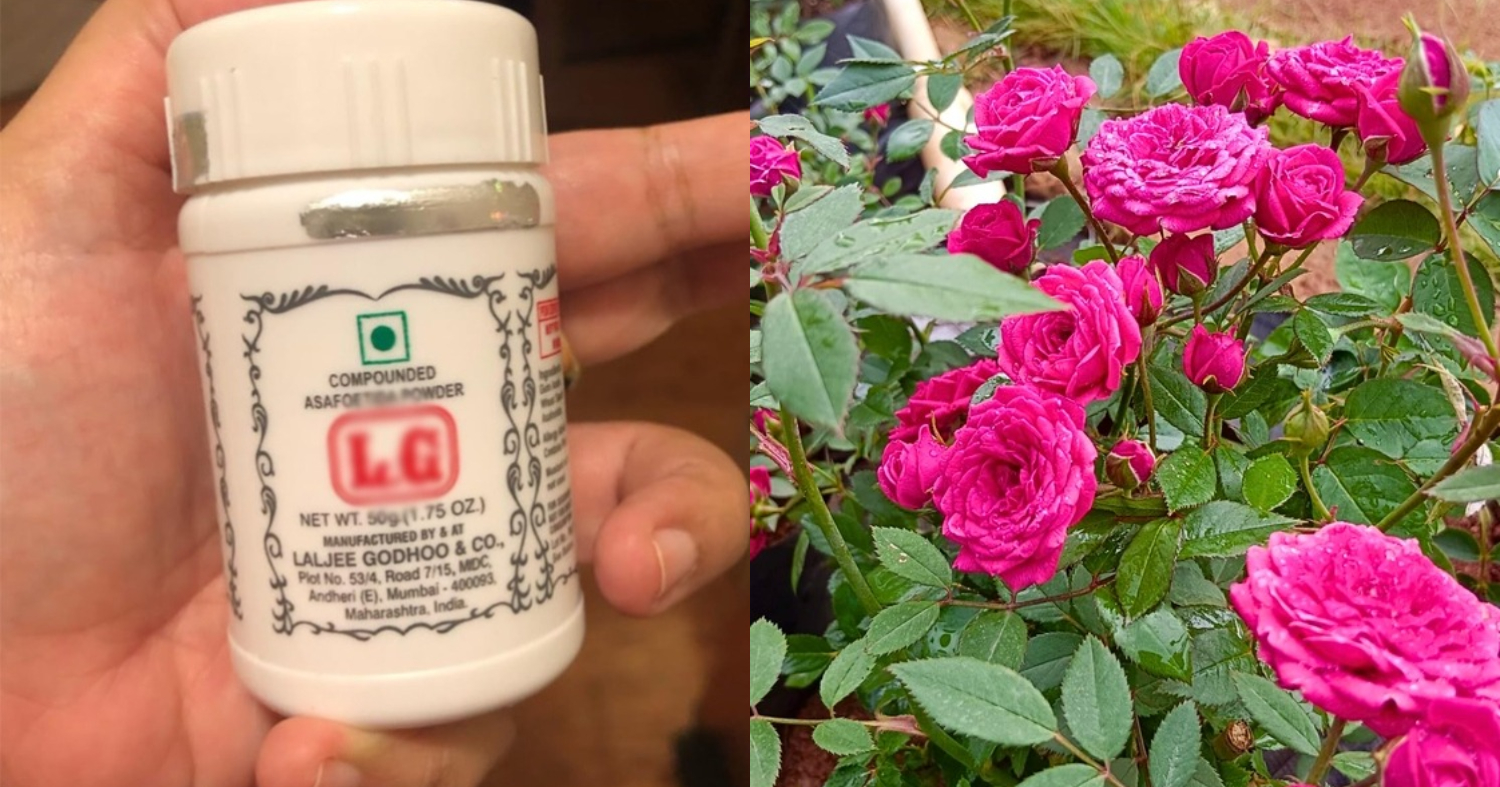 Gardern Flower Cultivation Tricks