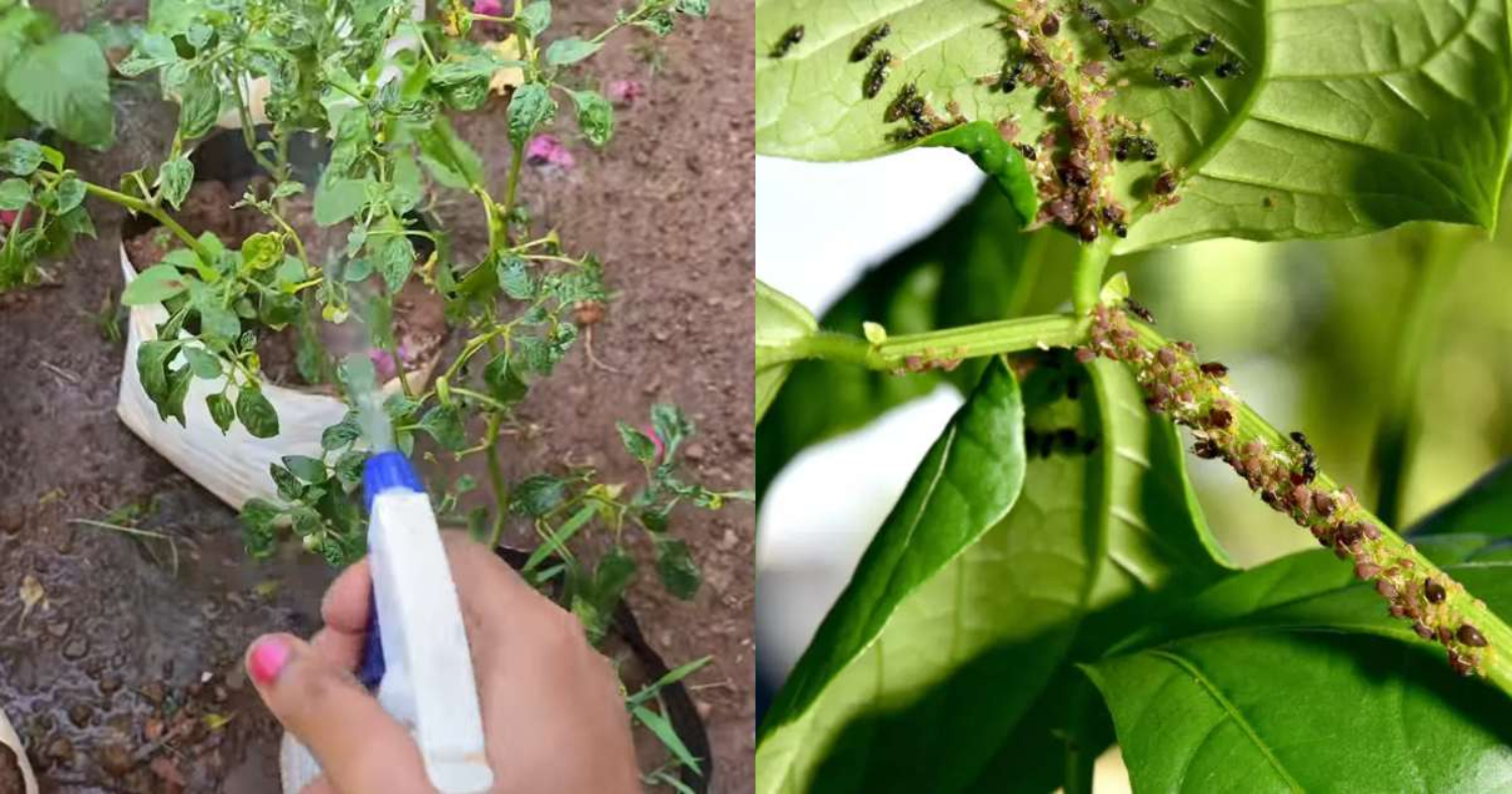 Get Rid of Pests From Payar Krishi