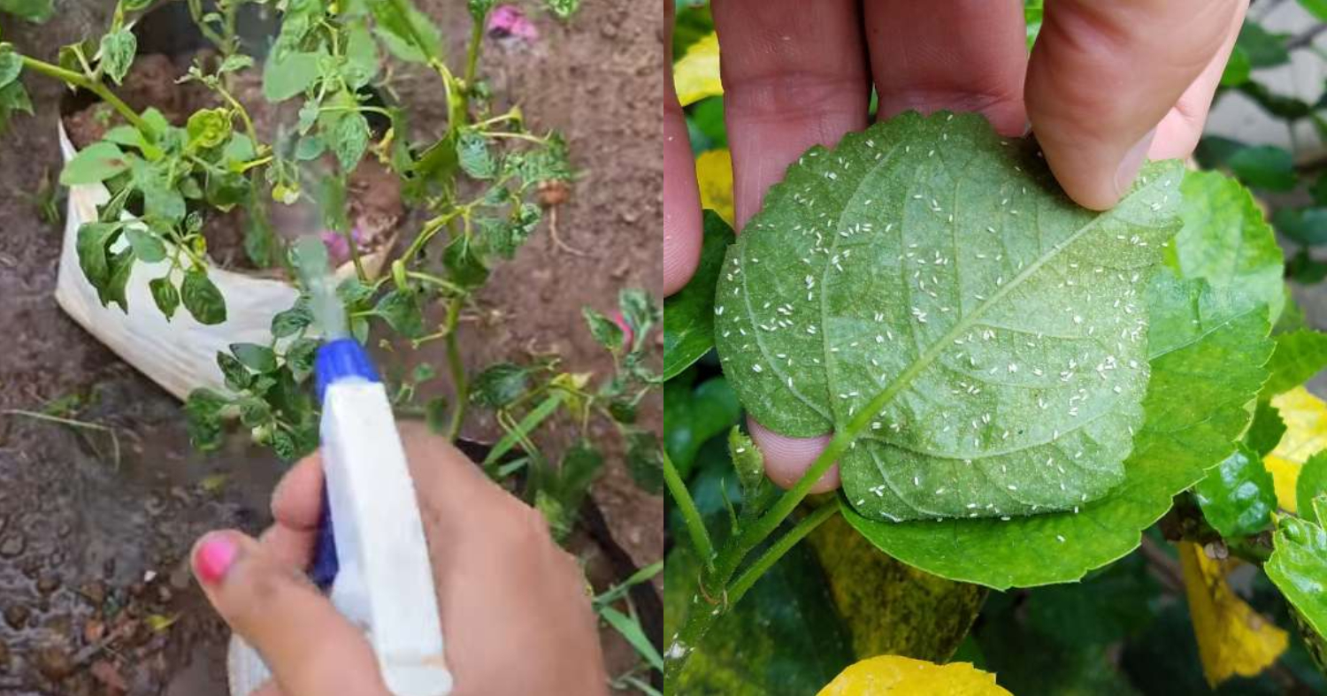 Get Rid of Whiteflies Using Erukku Plant