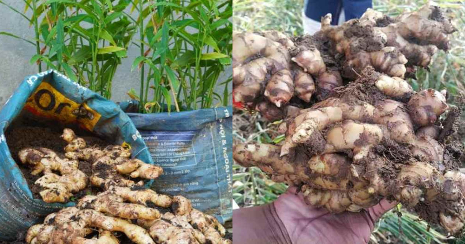 Ginger Cultivation In Grow Bags