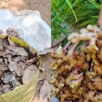 Ginger Cultivation Tricks In Growbag