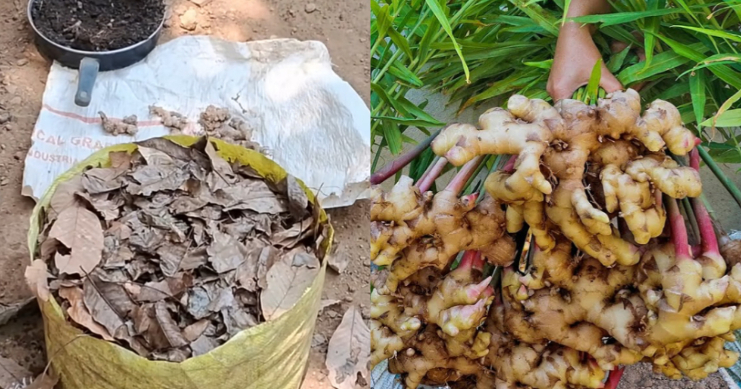 Ginger Cultivation Tricks In Growbag