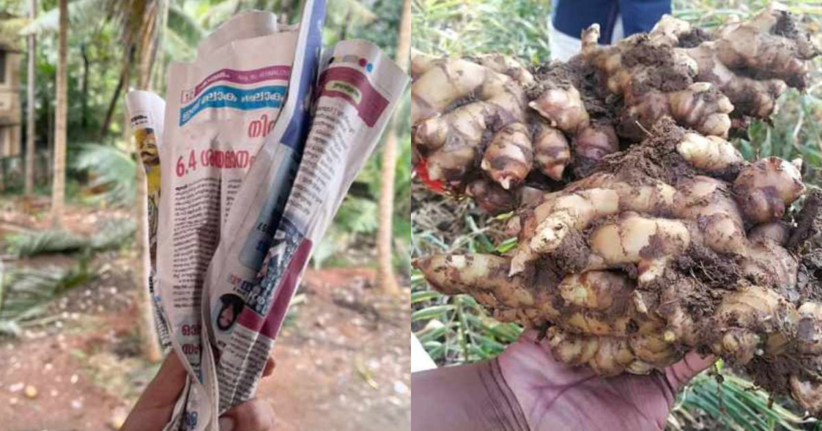 Ginger Krishi Tips Using Paper