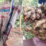 Ginger Krishi Tips Using Paper