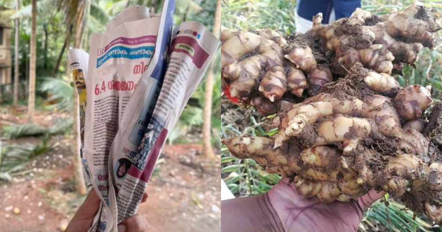 Ginger Krishi Tips Using Paper