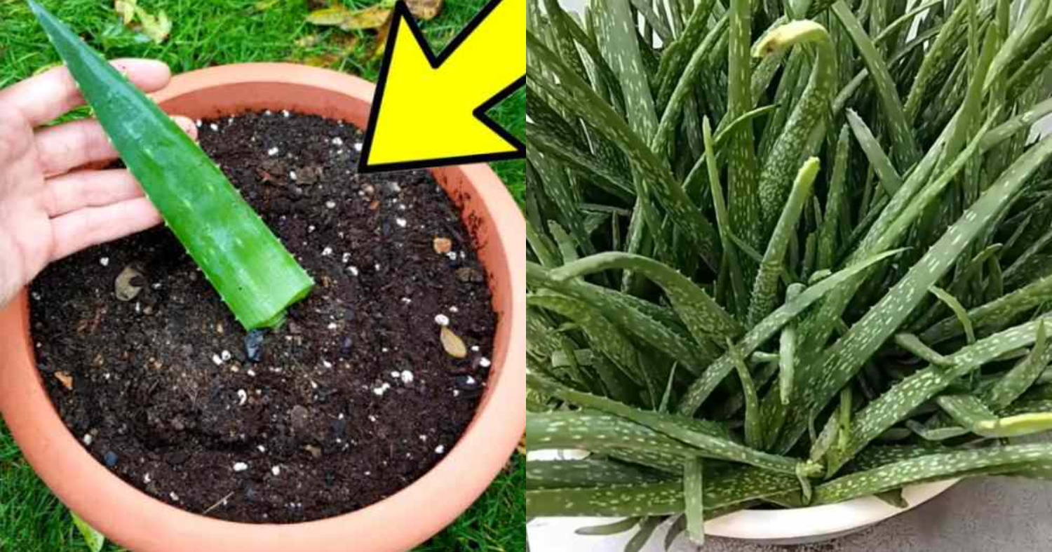 Grow Aloe Vera from Leaf Cuttings