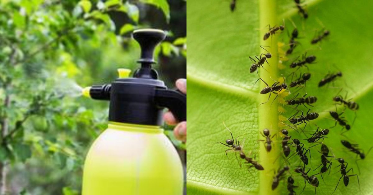 How To Get Rid Of Ants
