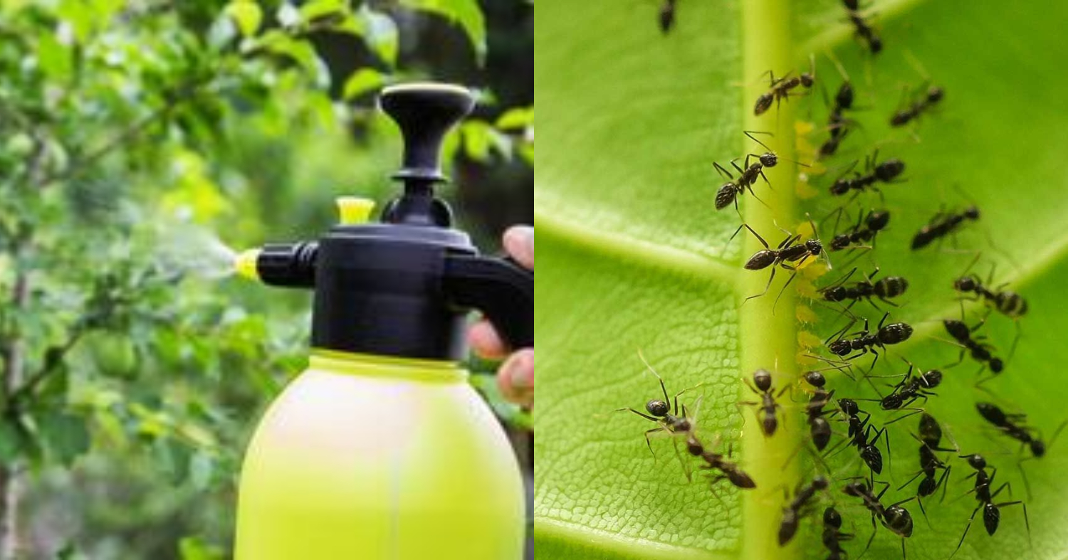 How To Get Rid Of Ants