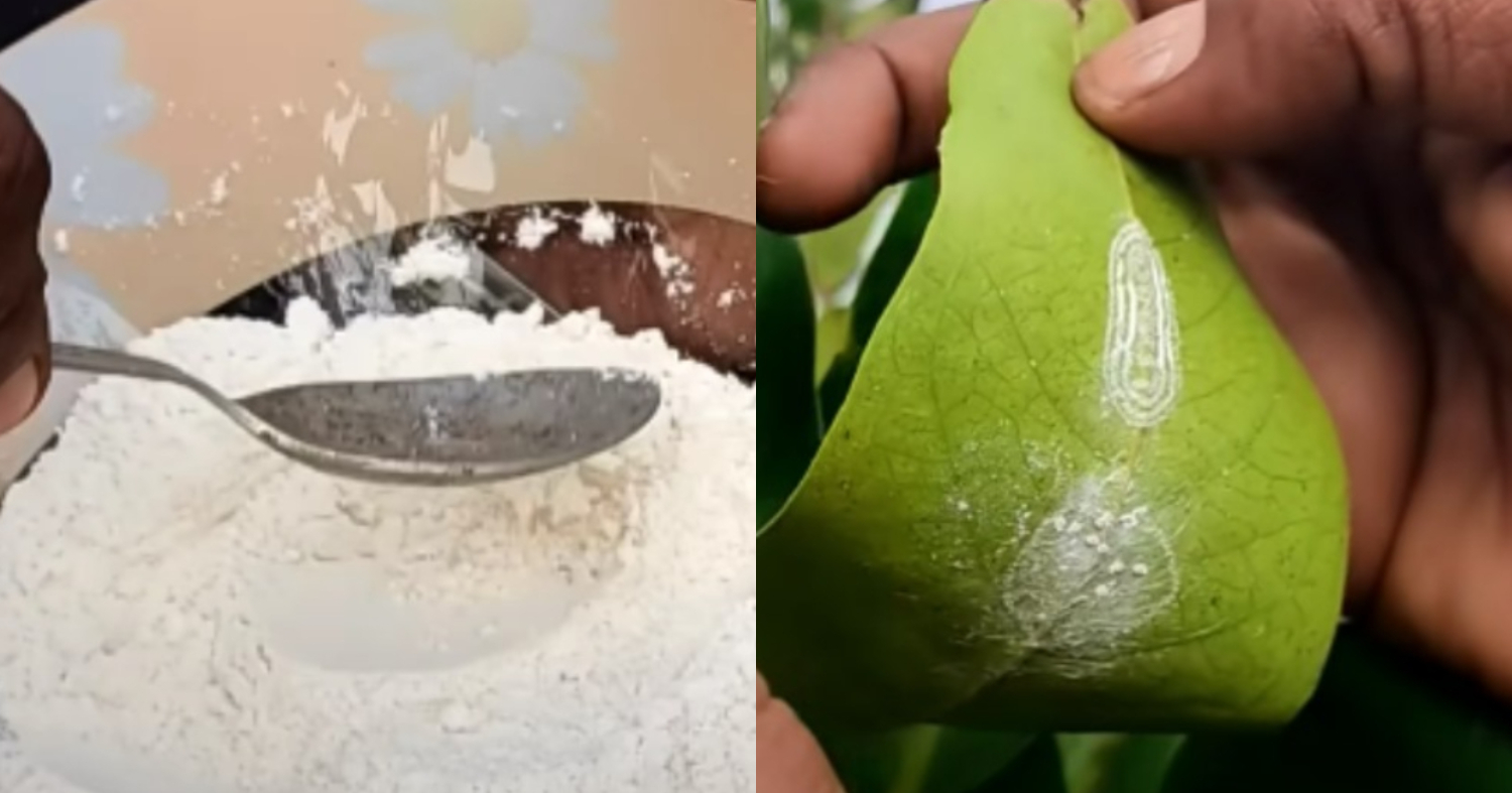 How To Get Rid Worm Plants Permanently