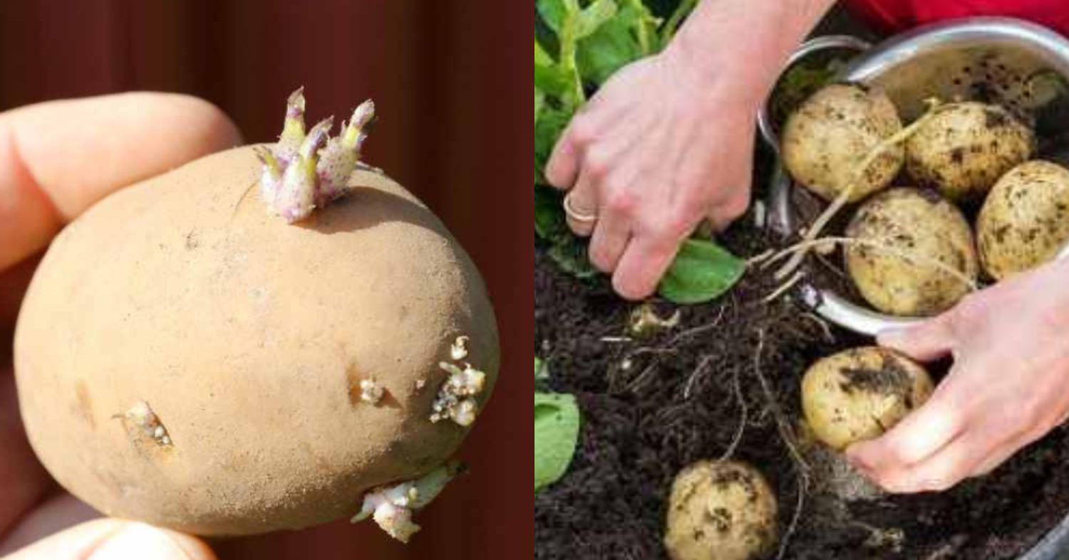 How to grow potatoes easily