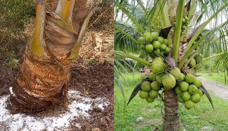 Increase Coconut Production Tricks