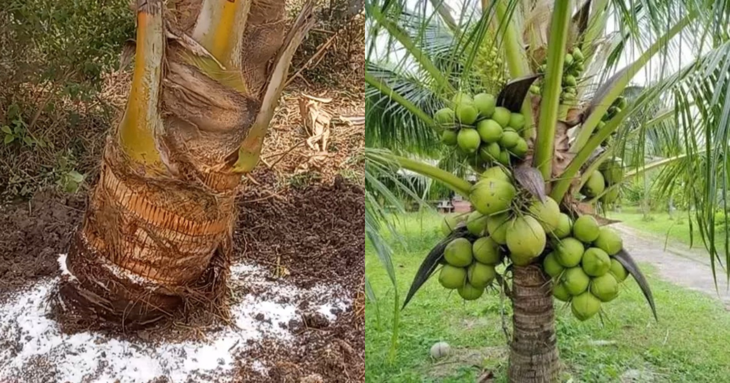 Increase Coconut Production Tricks