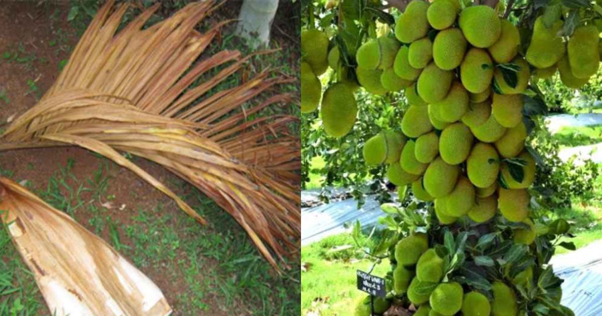 Jackfruit Cultivation Tips Using Paala
