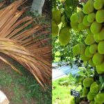 Jackfruit Cultivation Tips Using Paala