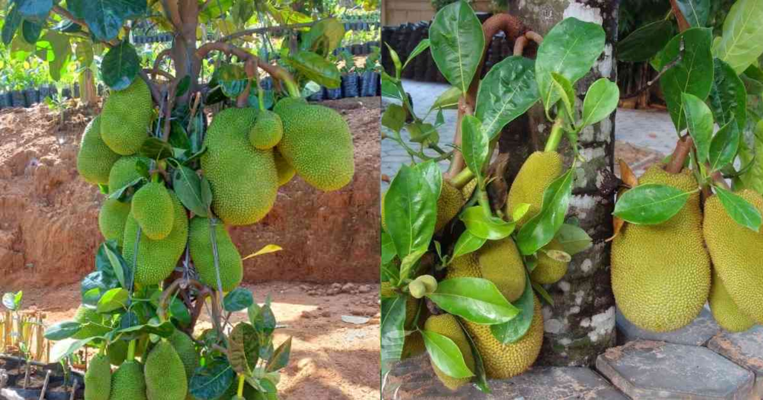 Jackfruit Farming Trick