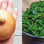 Kanthari Mulak Krishi using Onion