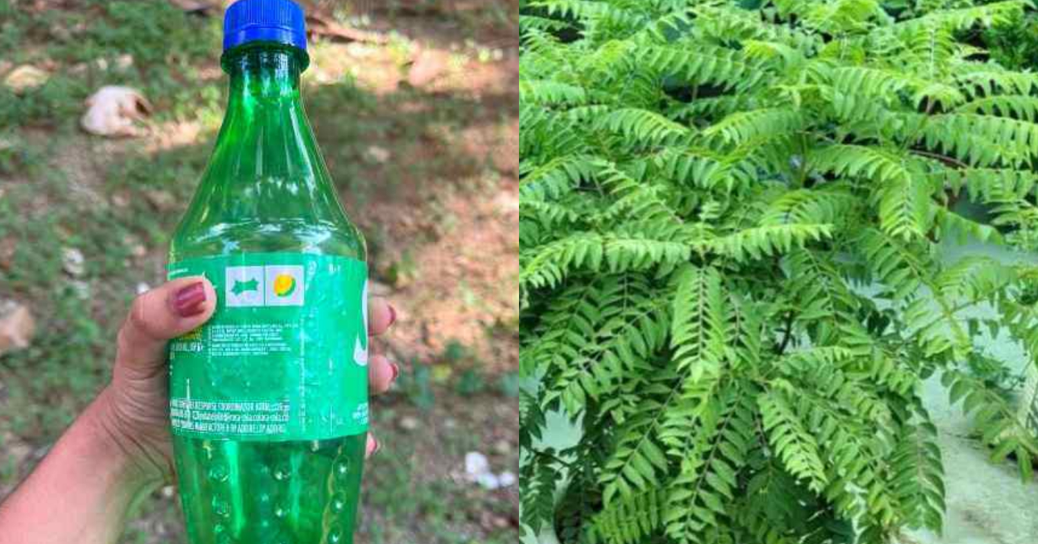 Kariveppila Cultivation Using Bottle