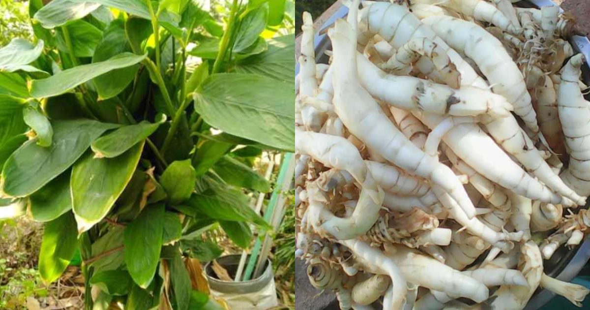 Kuva Krishi Tips